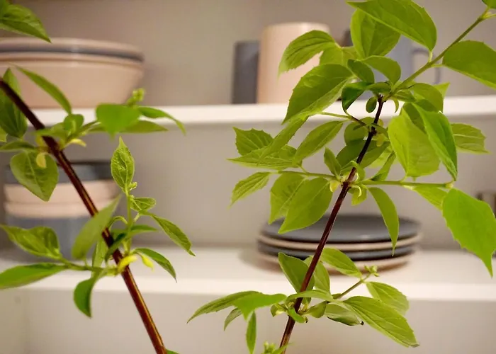 Hotel-pension Treppengasse Nr 6 ホテル 2*